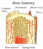 Bone anatomy